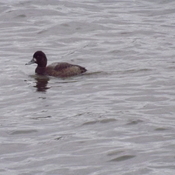 LESSER SCAUP in the FLOODWAY