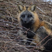 Red Fox (Cross colour morph)