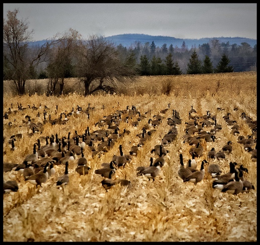 Field of Canada Geese Orleans