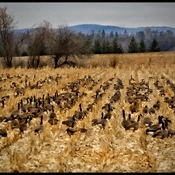 Field of Canada Geese
