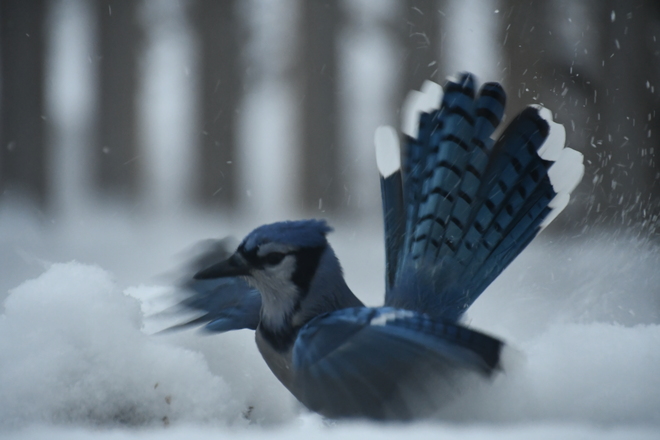 Blue jay in the snow Cherry Grove Alberta