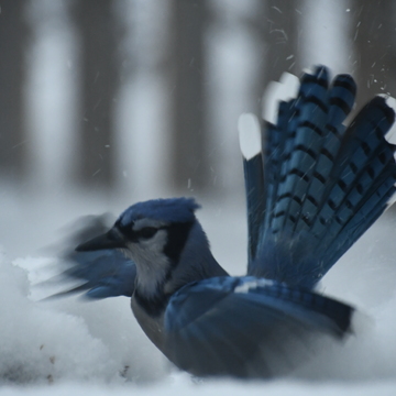 Blue jay in the snow