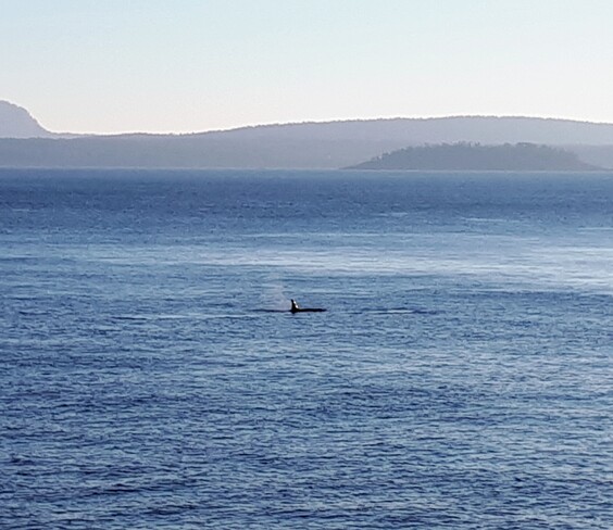 Orcas Saturna, BC