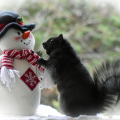 Squirrel builds a snowman.