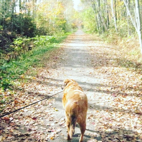 walks before the snow hits Oromocto, NB