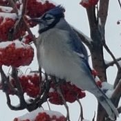 Bluejay eating the berries