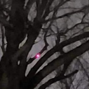 Red light on our backyard tree branch