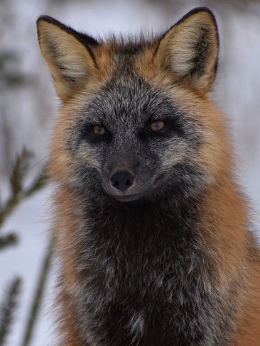 Red Fox (Cross colour morph) Thunder Bay, ON