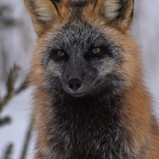 Red Fox (Cross colour morph)