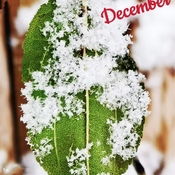 Dec 1 2022 Welcome December! Thornhill