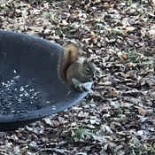 Petit écureuil roux qui profite des graines de tournesol noir