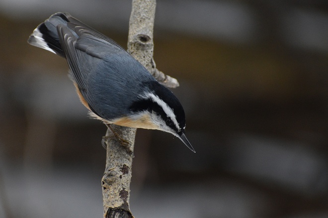 Red-breasted Nuthatch Thunder Bay, ON