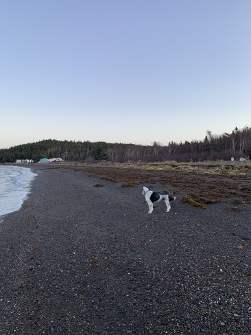 Morning Walk Birchy Bay, NL