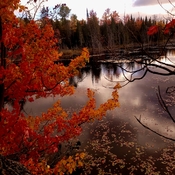 Maple Tree on the Pond