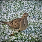 Good morning Mourning Dove.