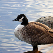 Canada Goose at the Pond
