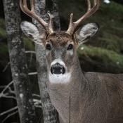 Handsome Buck