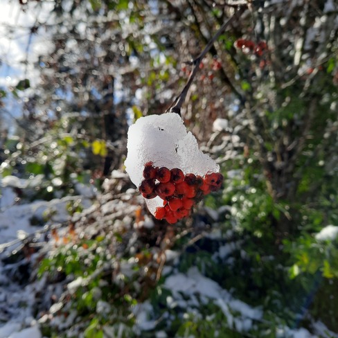 Snowy berries Oyster River, BC