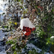 Snowy berries