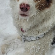 frozen whisker happy dogo