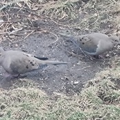 Mourning doves, well camouflaged... HMW