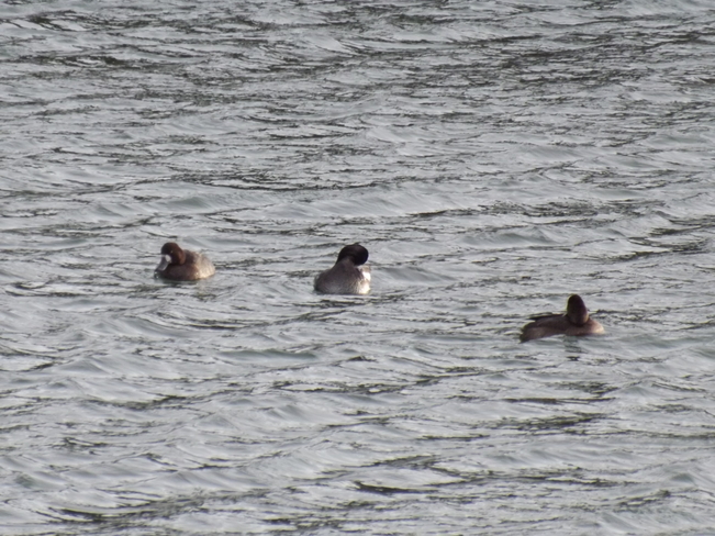 THE SCAUP`S are still HERE Thunder Bay, ON