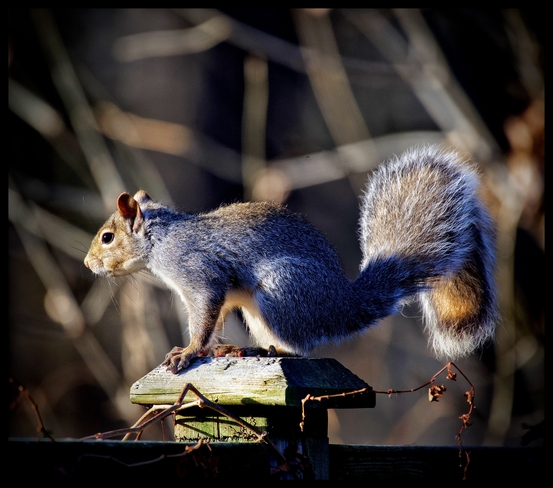 Eastern Grey Squirrel Orléans, Ontario, CA