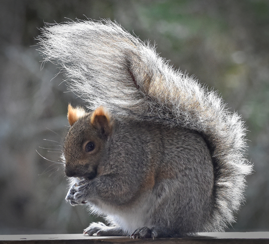 Squirrel's bad hair day. Cobourg, ON