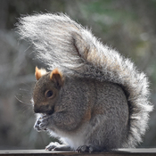 Squirrel's bad hair day.