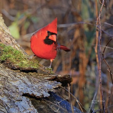 Cardinal matinal