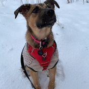 Lucia enjoying the snow