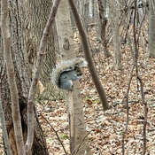 Écureuil qui fait du yoga