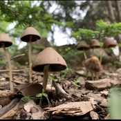 Mushroom Crew
