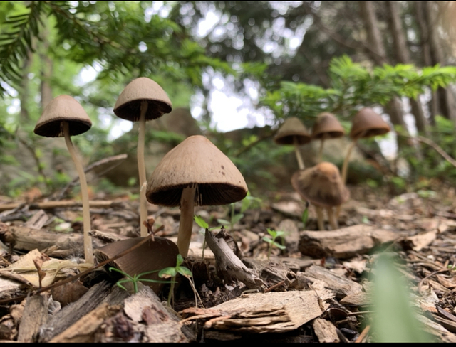 Mushroom Crew Saskatoon, Saskatchewan, CA