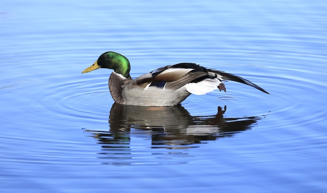 Mallard duck Pointe-Claire, QC