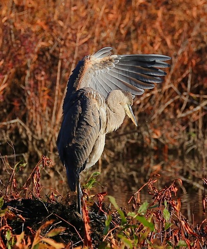 Blue heron Vaudreuil-Dorion, QC
