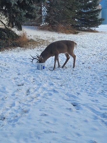 thirsty deer today Moosomin, SK