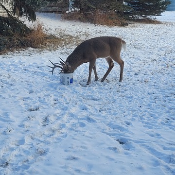 thirsty deer today