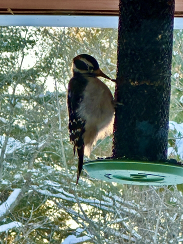 Woodpecker on Feeder Huntsville, Ontario, CA