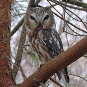 Return Visit of Northern Saw-whet Owl