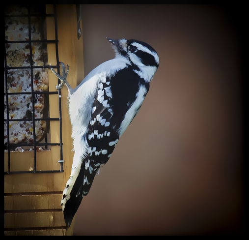 Female Downy Woodpecker Orléans, Ontario, CA