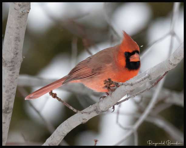 Cardinal rouge mâle et femelle Québec, QC