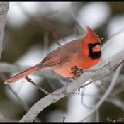 Cardinal rouge mâle et femelle