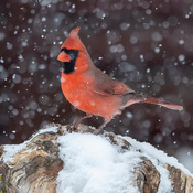 Cardinal rouge mâle et femelle