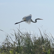 Crane takes flight