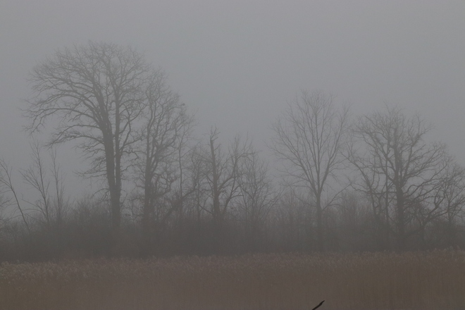 Fog Thick As Pea Soup Glenridge Quarry Naturalization Site, Sir Isaac Brock Way, St. Catharines, ON