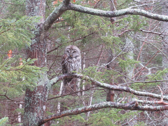 Barred Owl Dartmouth, Nova Scotia
