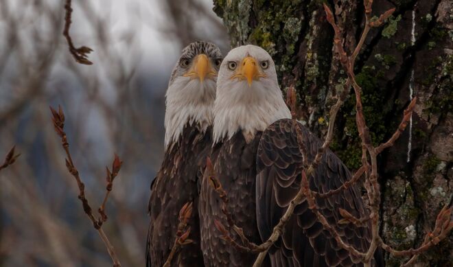 Bald Eagles Chilliwack, BC