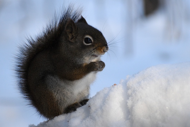 Adorable Red Squirrel Thunder Bay, ON