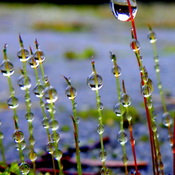 Tiny Moss Plants After a Rainfall